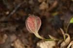 Virginia snakeroot